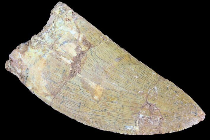 Serrated, Carcharodontosaurus Tooth #85886